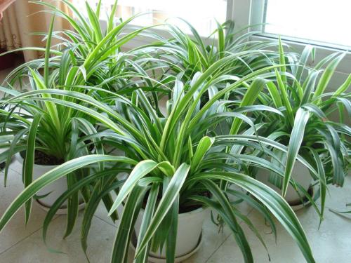 剛裝修完的房子擺放什么植物比較好 植物風(fēng)水(圖文)