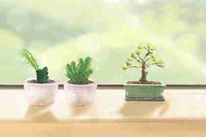辦公室風(fēng)水植物擺放 怎么擺風(fēng)水好(圖文)