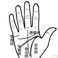 手中哪里長肉會帶來財運，手中哪里有肉是有福氣