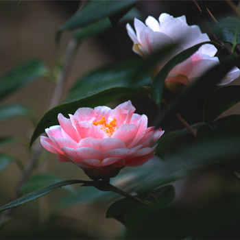 白羊座代表的紅樓夢(mèng)里的人物都是誰(shuí)(圖文)