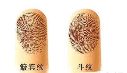 指紋十個斗好還是十個簸箕好？各象征著什么？(圖文)