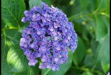 女人手有痣代表什么意思,女人手上有痣命運怎么樣?