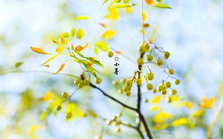 2019年小暑前一天日子適合燒香拜佛嗎,小暑吃芒果有何好處？(圖文)