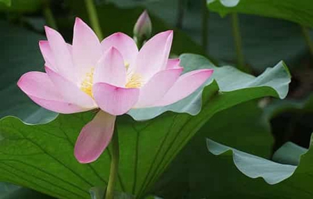 2019年7月23日大暑可以動(dòng)土裝修嗎,今年大暑幾點(diǎn)幾分開(kāi)始？(圖文)