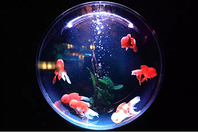辦公室風(fēng)水魚擺放位置(圖文)