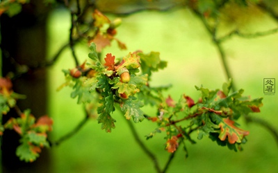 屬兔的人處暑節氣出生好不好 命運好嗎?(圖文)