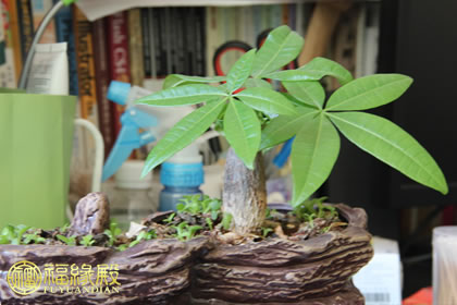 解析：臥室放什么植物風水好(圖文)