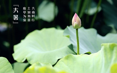 大暑就是入伏了嗎？大暑是入伏第幾天？(圖文)