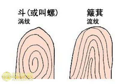 趣味手相：手紋斗和簸箕圖解(圖文)