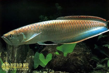 解析：銀龍魚是風水魚嗎(圖文)