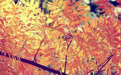 立秋養生吃什么水果？立秋吃西瓜的傳說(圖文)