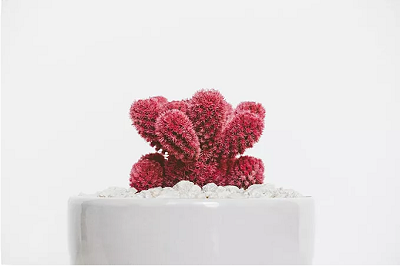 辦公室養(yǎng)花的風水禁忌(圖文)