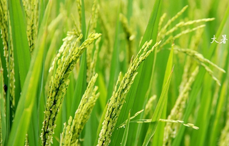 2019年7月23日大暑日子好不好,大暑喬遷搬家合適嗎？(圖文)