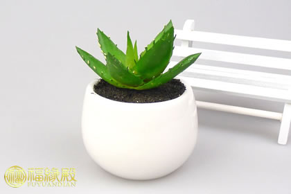 廁所植物風水：廁所放什么植物好(圖文)