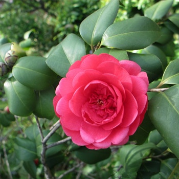 天蝎座桃花運(yùn)總不來(lái)的原因(圖文)