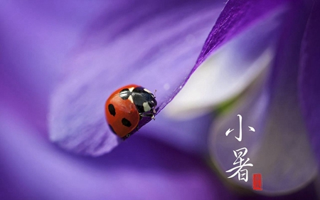 小暑節(jié)氣一般吃什么傳統(tǒng)食物,2019年三伏天時(shí)間表解析！(圖文)