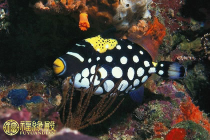 客廳風(fēng)水魚(yú)有何擺放禁忌？(圖文)
