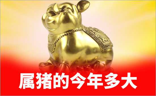 屬豬的今年多大
