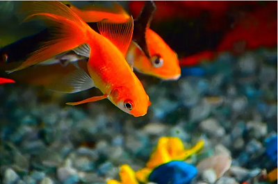辦公室魚(yú)缸擺放風(fēng)水禁忌(圖文)