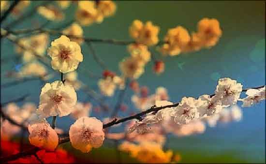 桃花煞