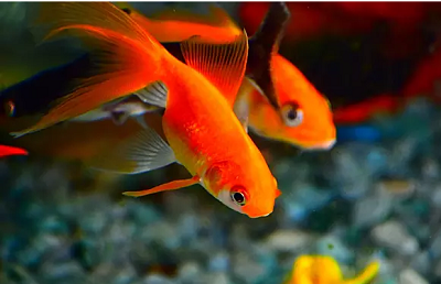 辦公室養魚風水 如何選魚？(圖文)