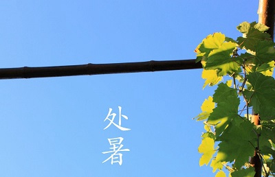 處暑不出頭 割谷喂老牛的意思是什么？(圖文)