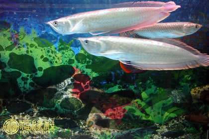 解析：銀龍魚的風水作用(圖文)
