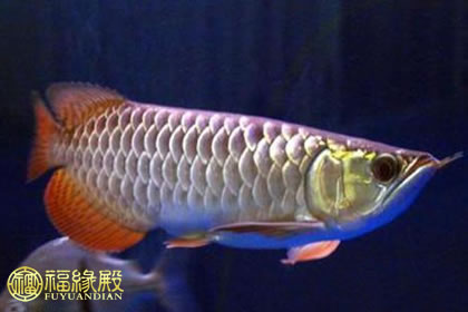 解析：星點龍魚是風水魚嗎？(圖文)