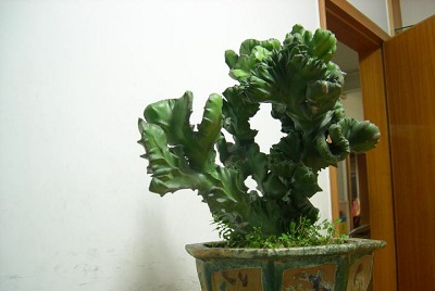 麒麟植物風水作用是什么？(圖文)