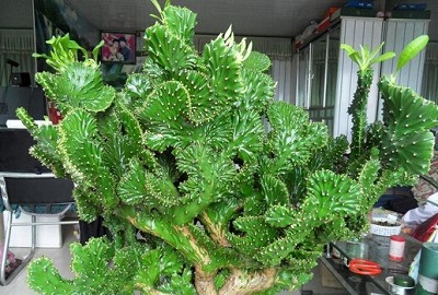 麒麟植物風水作用是什么？(圖文)