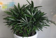 辦公室擺放棕竹風水講究