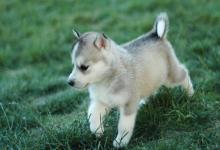 屬狗適合住幾樓吉利 屬狗住幾層風水優秀