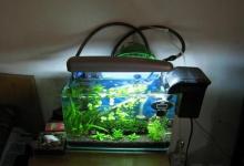 家庭養魚的數量與風水