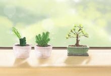 玄關處優秀不要擺放放的植物有哪些