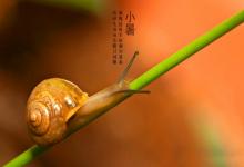 小暑出生是純陰命嗎?純陰命是什么時候出生的?