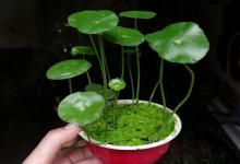 銅錢草的風水作用及其位置擺放