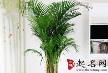 夏威夷竹子的擺放風水方位
