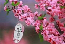 什么東西招桃花運(yùn)如何運(yùn)用風(fēng)水旺桃花