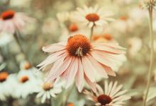 2019年陰歷九月初七能祈福嗎 時辰吉兇分析