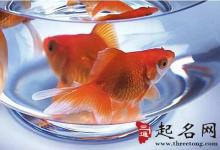五行屬木的生肖適合養哪種風水魚
