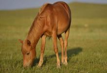 1978年出生的屬馬人一生有幾次婚姻 一生一人