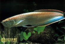 解析：銀龍魚是風水魚嗎