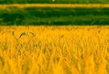 2019年農歷九月十九是理發剪頭發的好日子嗎?