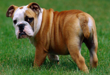 1958年屬狗的是什么命,58年出生的狗五行屬什么