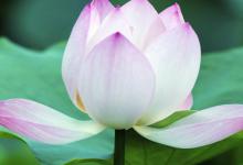 什么是雁眼,雁眼的人怎么樣