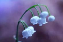 2019年七夕節(jié)前一天七月初六日子好不好,今天遷墳吉利嗎？