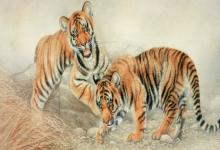 1986年屬虎的人2020年運勢及運程大全解析