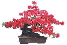辦公室擺放杜鵑花好不好？