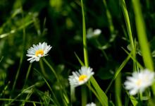 古代面相學書籍之《太乙照神經》解析