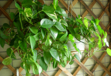 綠蘿下垂對財運好不好,綠蘿怎樣擺旺財運